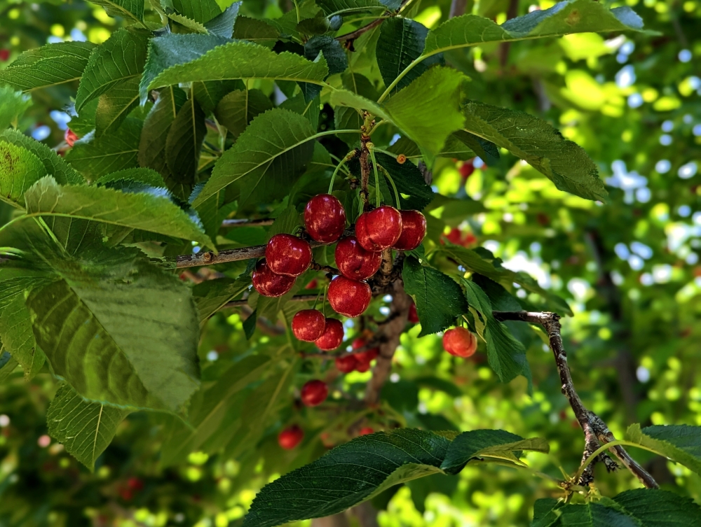 Hawthorn berries.