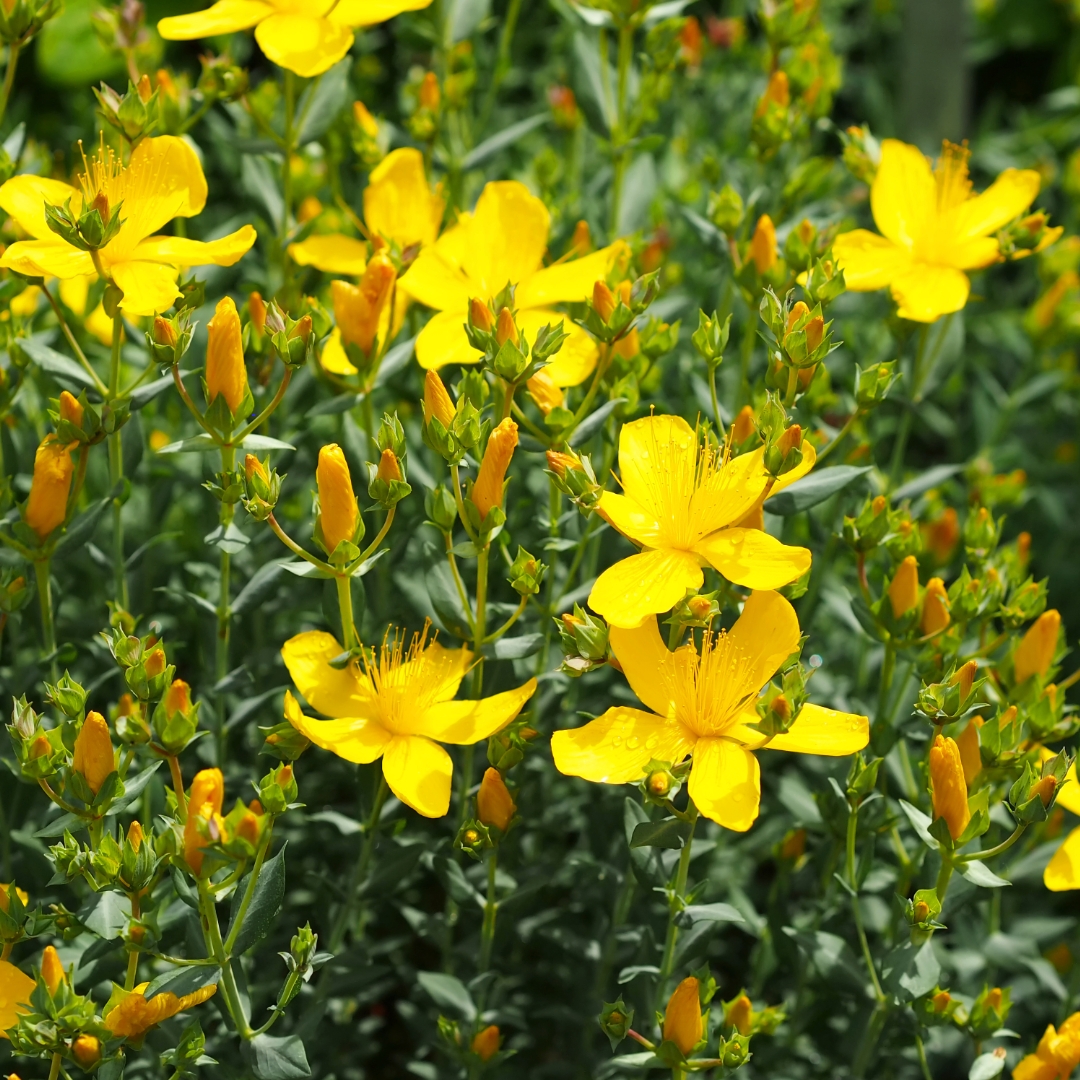 Hypericum flowers.