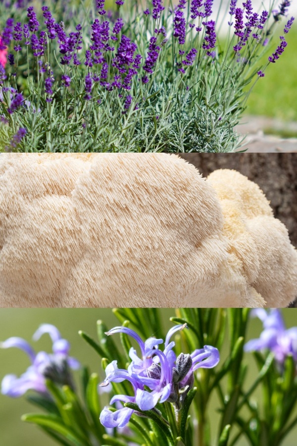 Lavender, lion's mane, rosemary.