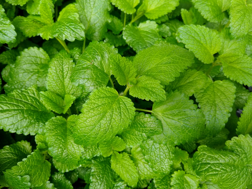 Lemon Balm.