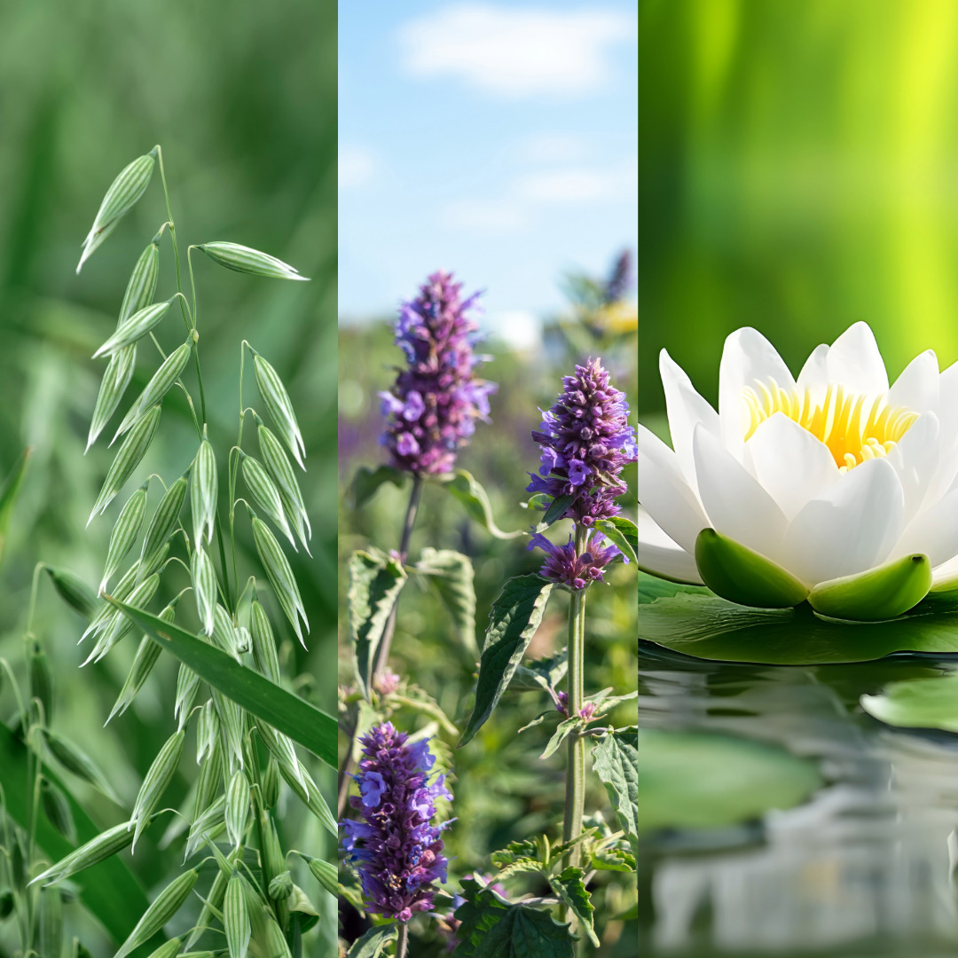 oat, licorice, white pond lily plant 