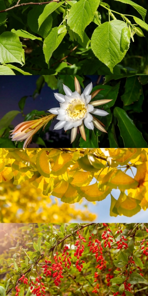 Linden, Night blooming cereus, Ginkgo, Goji berry