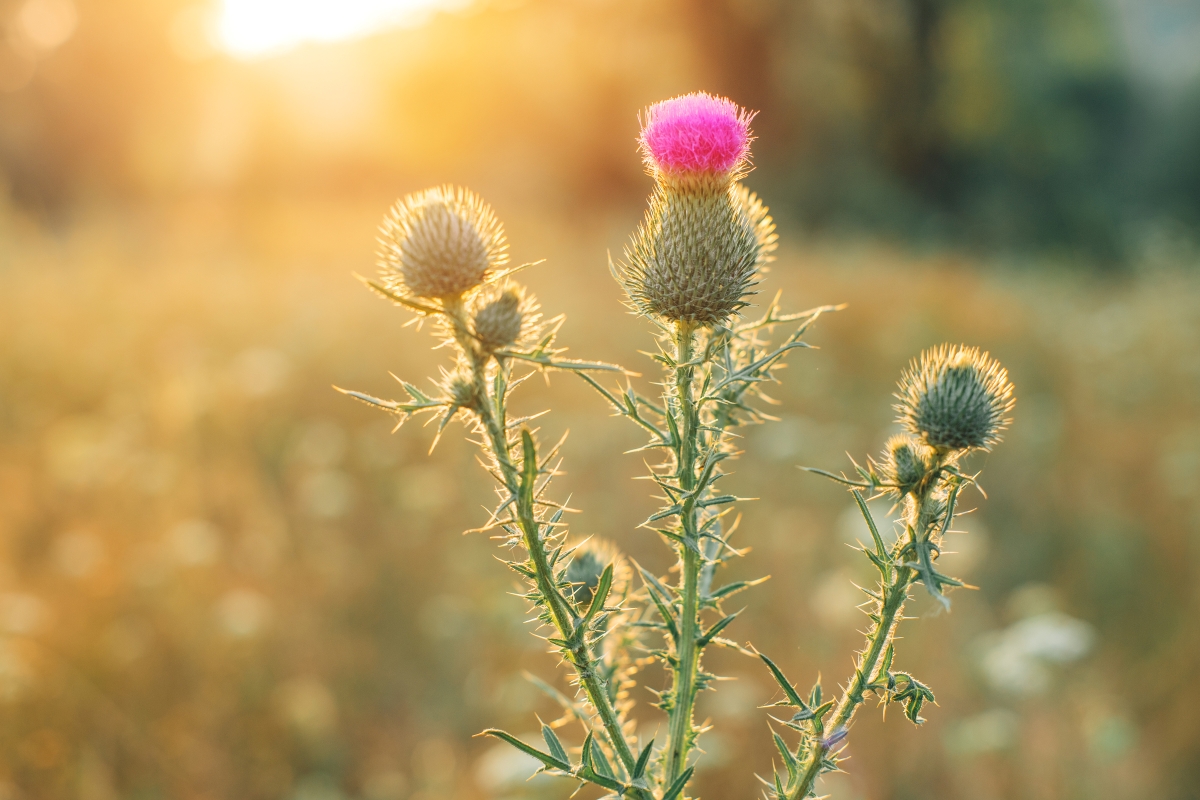 Milk Thistle.