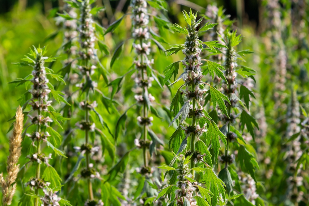 Motherwort.