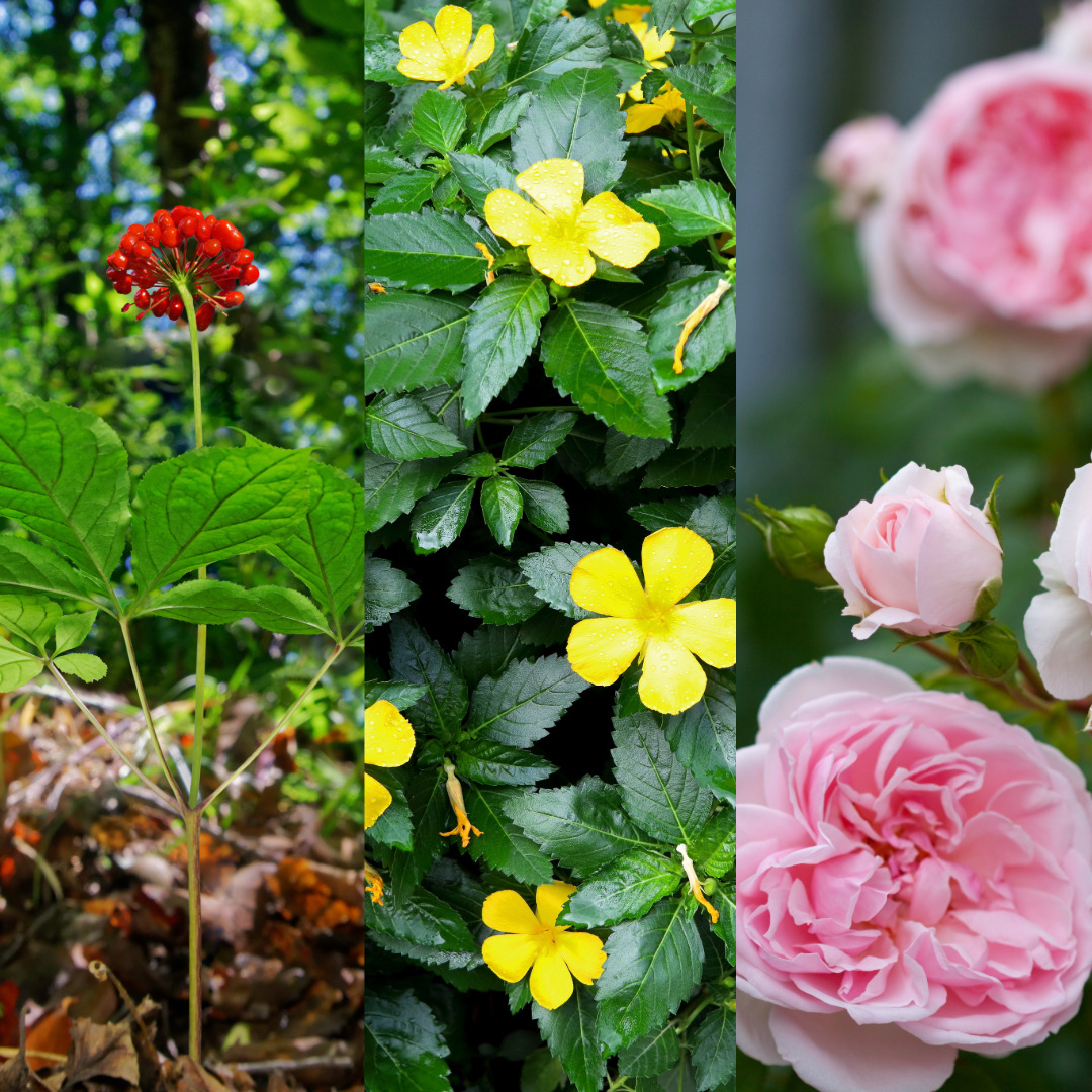 red ginseng, damiana, rose plant