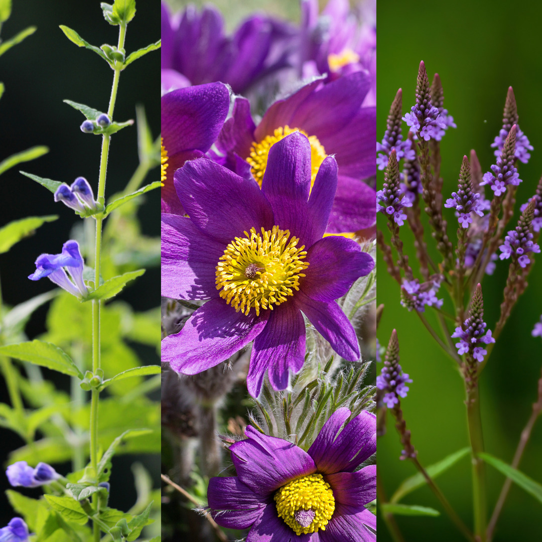 skullcap, blue vervain, pulsatilla plant