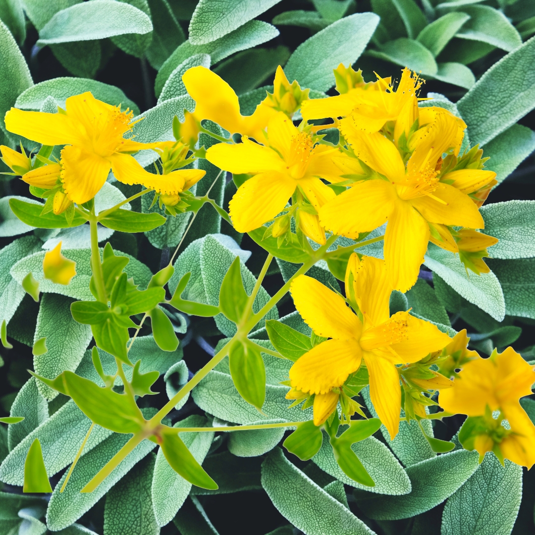 St. John's Wort flowers and Sage leaves.