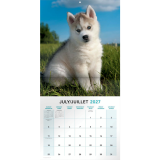 Mead&reg; Monthy Wall Calendars 12" x 12" Bilingual Puppies