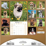 Mead&reg; Monthy Wall Calendars 12" x 12" Bilingual Puppies