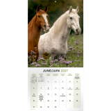 Mead&reg; Monthy Wall Calendars 12" x 12" Bilingual Horses