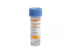 Cryptoline (Crypto montroz) PFP020506-008  25 adult Beetles