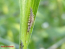 CHRYSOcontrol (70089-1) 1.000 Larvas (500 ml)