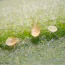 PHYTOPLUS