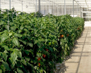 Lab Testing - Greenhouse Media Complete