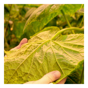 Lab Testing - Complete Plant Tissue