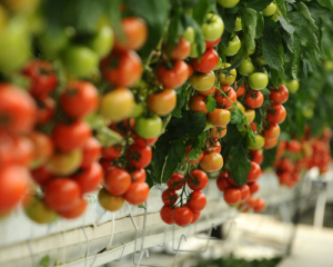 Lab Testing - Tomato Brown Rugose Fruit Virus Test Kit