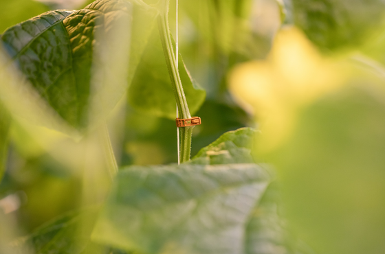 Valent Clip and Twine