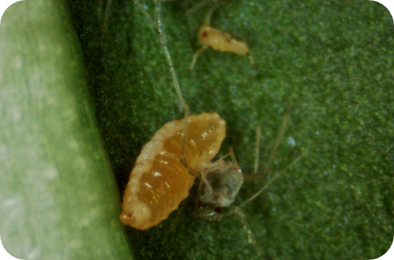 Aphidoletes aphidimyza