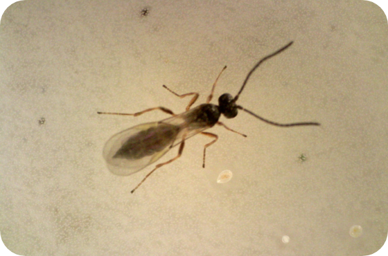 Aphidoletes aphidimyza