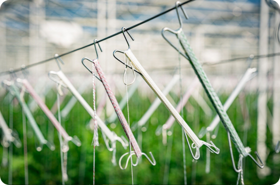 tomato hooks in greenhouse