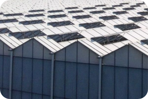 greenhouse roof painted white