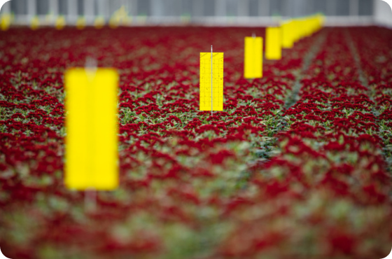 sticky sheet in greenhouse with flowers
