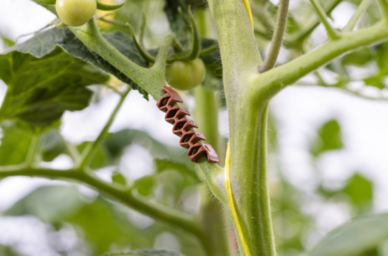 Valent Truss Support